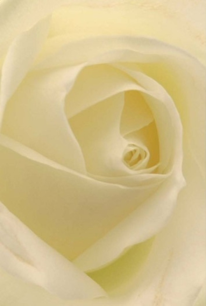 Viewed from a close vantage, this classic white rose embodies the peaceful charm of Alperton's residential neighbourhoods. The composition balances tranquility and sophistication: smooth gradients of white and warm creaming tones blend freely, reminiscent of the soft daylight filtering through local gardens off Ealing Road. Light suffuses each petal, suggesting an internal luminescence, while the layers spiral toward a perfect centre that symbolizes resilience and sincerity. The almost imperceptible fragrance weaves gently through the air, pure and reassuring. The translucent outermost petals, arranged artfully, evoke fragility yet convey a silent message of steadfastness-just as strong connections are forged over cups of tea along Bridgewater Road. This bouquet speaks of the skilled touch found at Alperton Florist, making it an ideal centrepiece for weddings at nearby venues or sincere apologies alike. Subtle shifts of colour and gentle shadow further elevate its natural beauty, ensuring this bloom stands for moments of clarity, heartfelt gestures, and quiet celebration throughout the Alperton community.